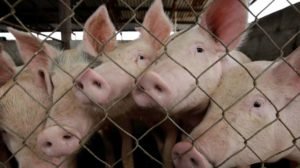 2017-07-25T200317Z_175517124_RC14A2667EE0_RTRMADP_3_GLOBAL-MEAT
