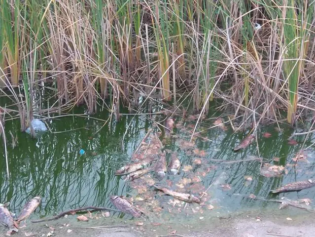 68572626_2908004249273081_3939277706776018944_n