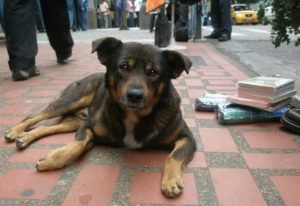 dog-1192725_960_720