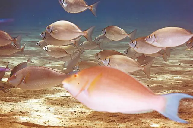 ξενικά-ψάρια-640x426