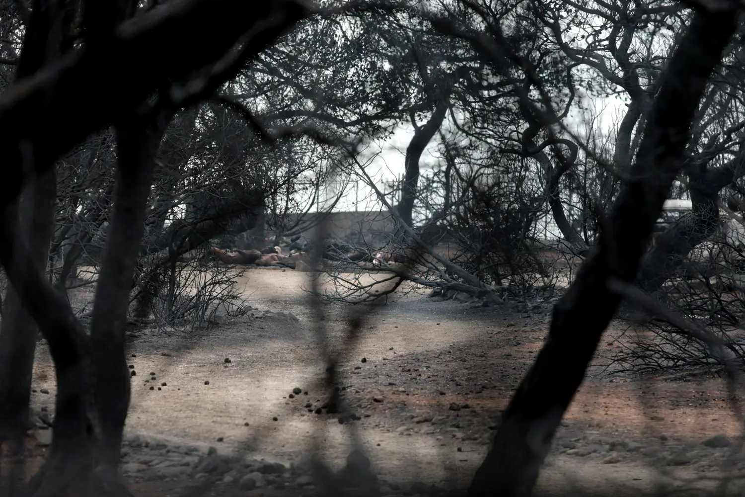 80bcd83e7200bcd6dd04a16233516c55_XL