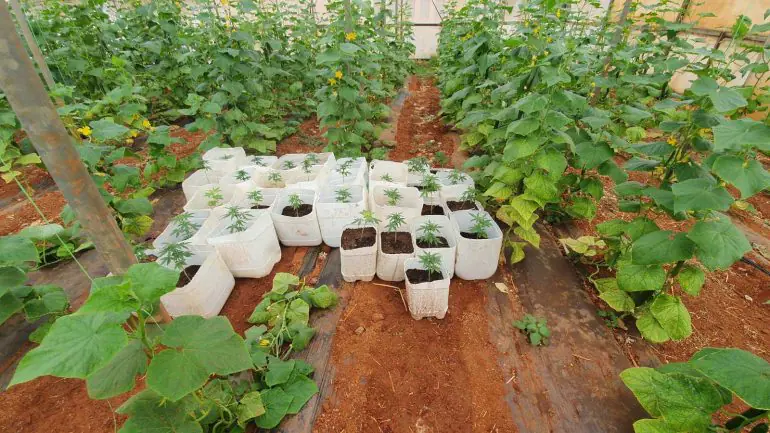 IMG-1f4707df2d8cf94ea4d9319c8941d62a-V