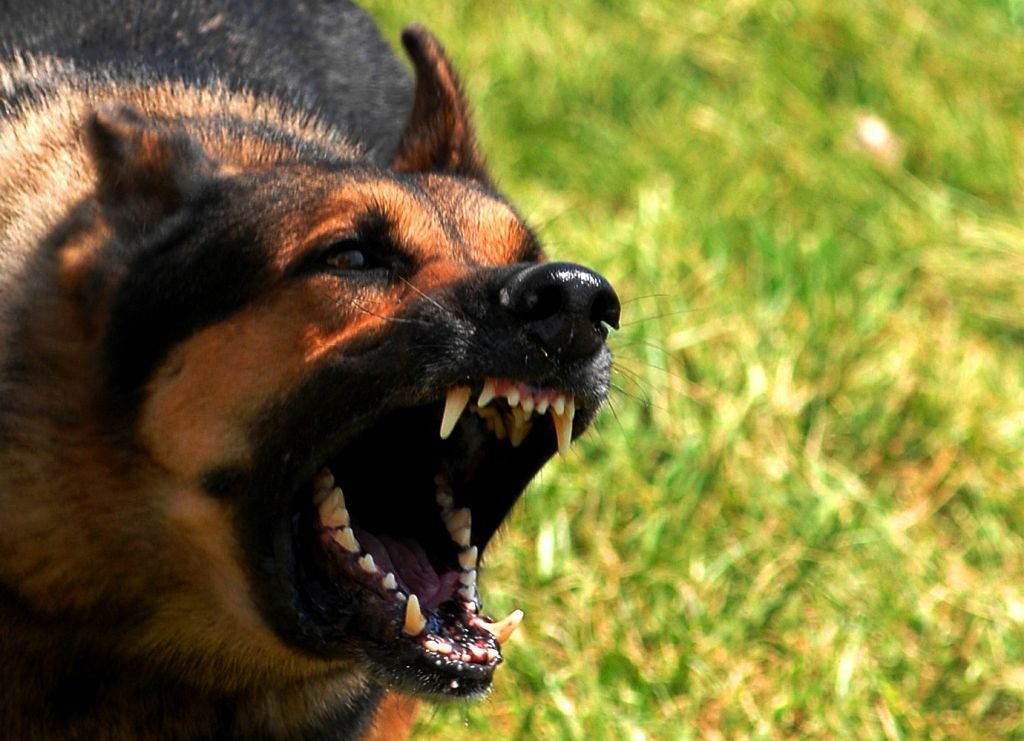 Mad_dog