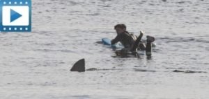 shark-attack