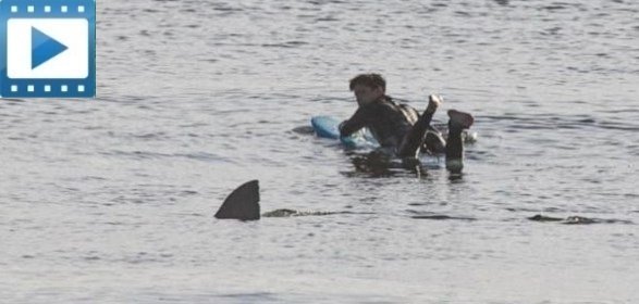 shark-attack