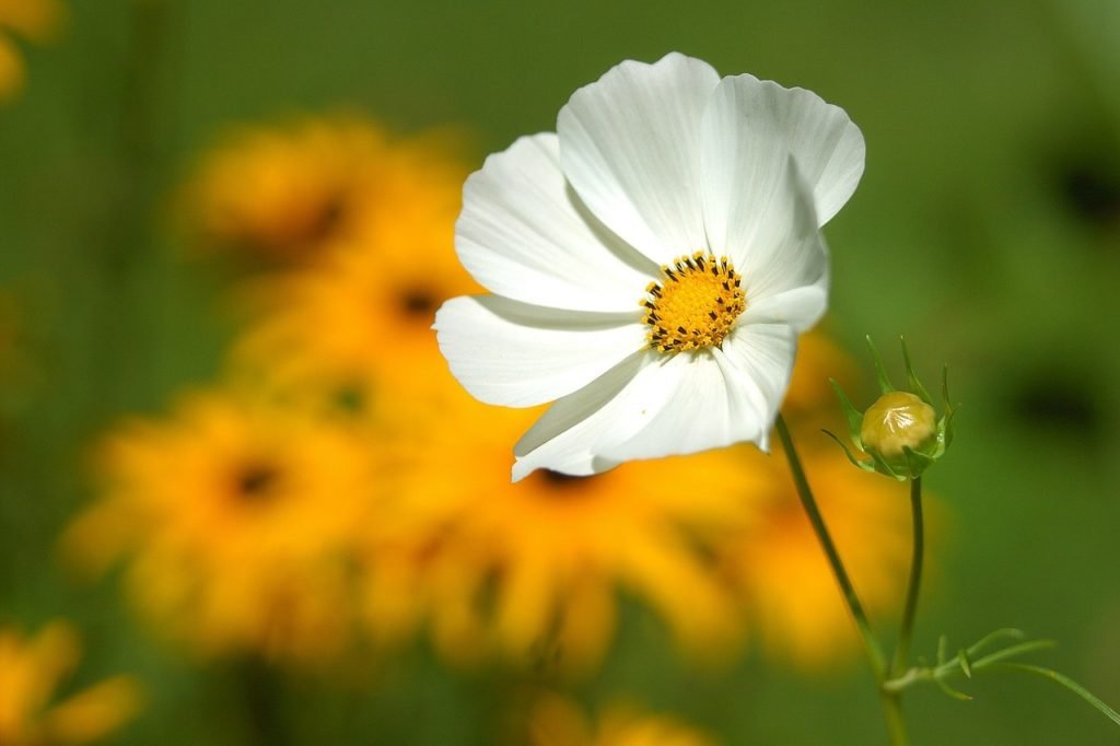 flower-180035_1280