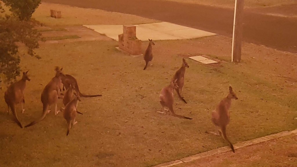 australia-500-ekatommuria-zwa-thumata-twn-fonikwn-purkagiwn.w_hr (1)