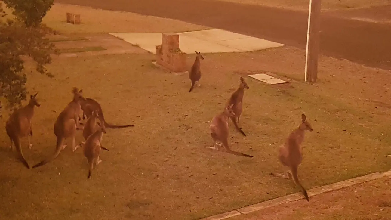 australia-500-ekatommuria-zwa-thumata-twn-fonikwn-purkagiwn.w_hr (1)