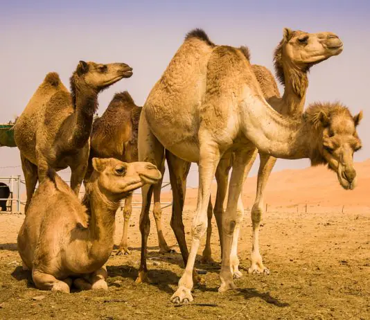 bigstock-Camel-In-Liwa-Desert-221803171-534x462