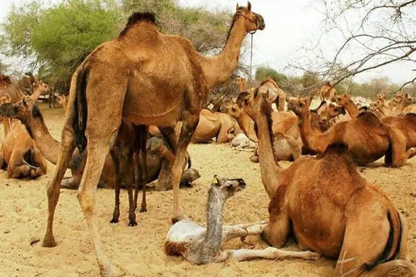 camels-1