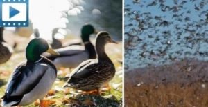 ducks-638x330