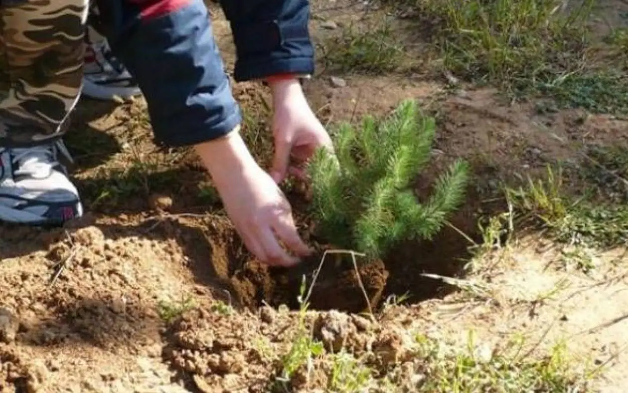 ethelontiki-anadaswsi