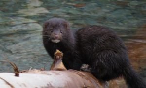 IMG_3452-mink-660x400