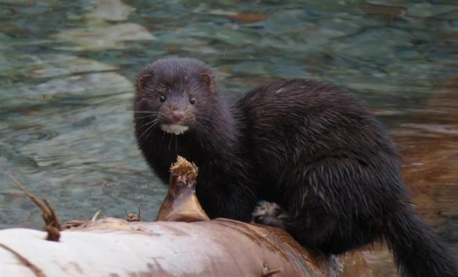 IMG_3452-mink-660x400