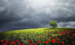 tree-838666_960_720