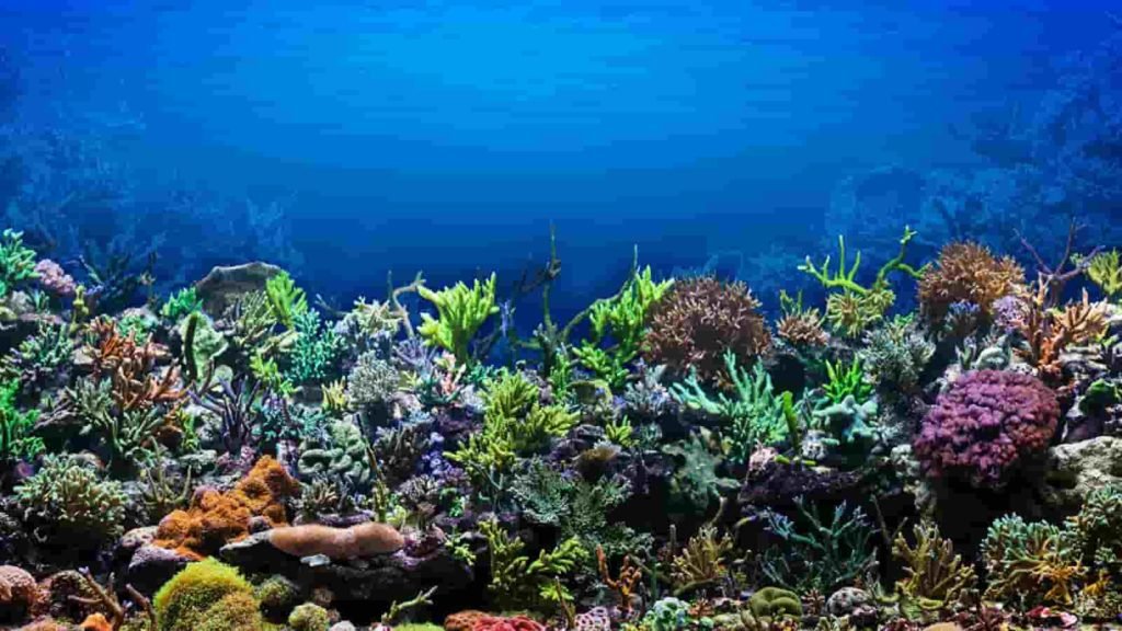 corals-min