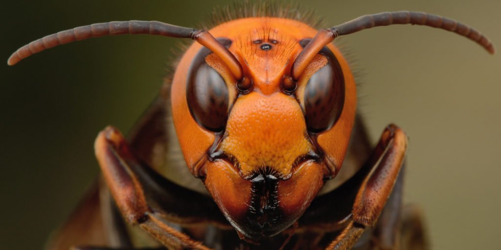 hornet4