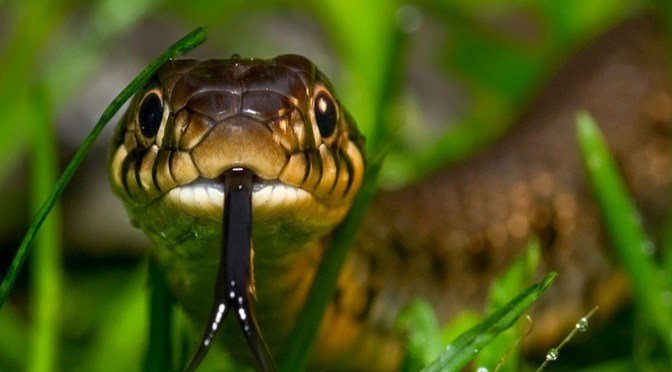 bonito-pouco-snakes-1440x1920