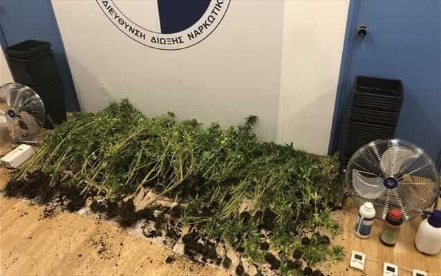 entopismos-udroponikis-kalliergeias-kannabis-apo-tin-ypodieuthunsi-dioksis-narkotikon-min