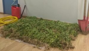 kannabis