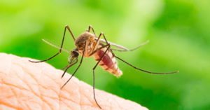 mosquito-min