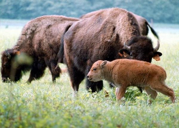 bison βισωνας