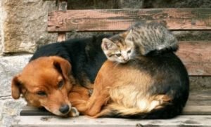 adespota skylos gata cat dog