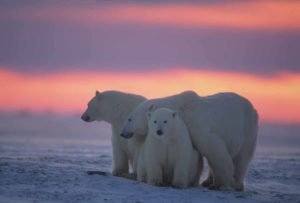 polar bear