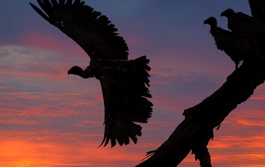 vulture bank