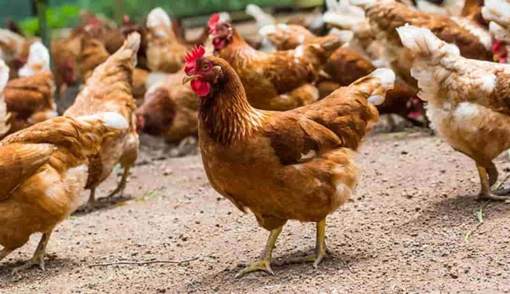 chickens-min kotopoula