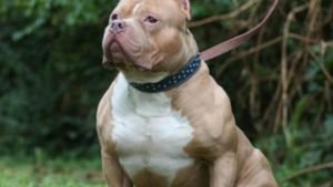 pitbull-650