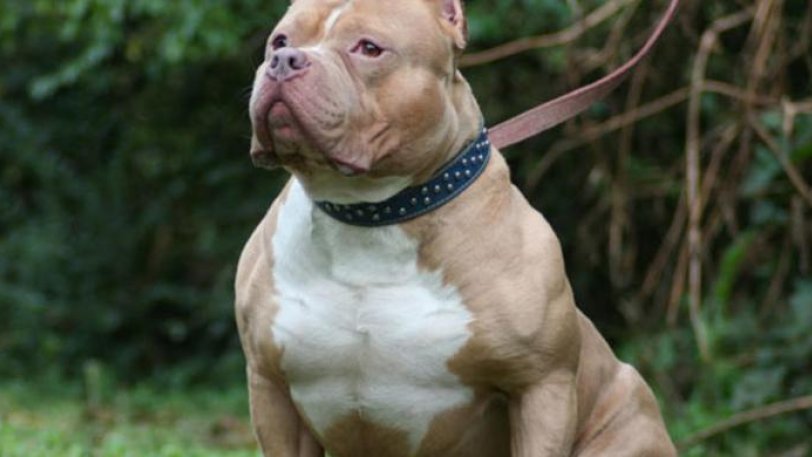 pitbull-650