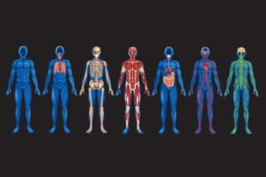 human body-min