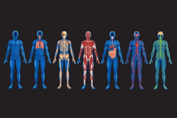 human body-min