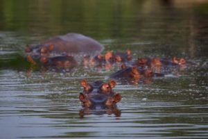 Hippo-Colombia-lake-min