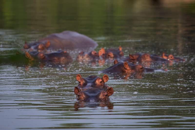 Hippo-Colombia-lake-min