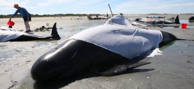new-zealand-whales-min