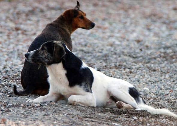skilia-adespota-_dogs