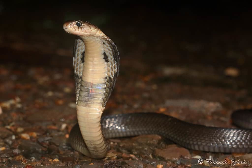 cobra