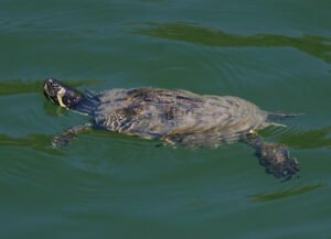 05trachemys-scripta_dp3