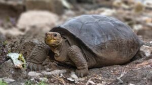 tortoise_