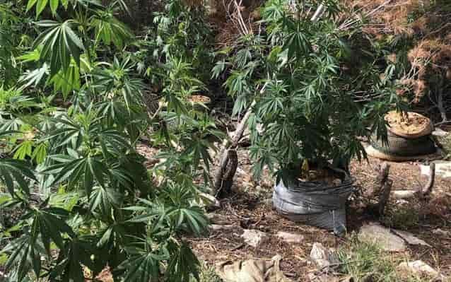 entopismos-futeias-dendrullion-kannabis-se-dusbati-perioxi-tou-marathona-min