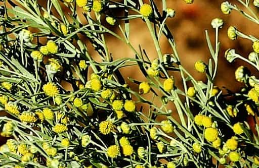 artemisia