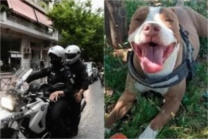 Γαλάτσι: Δίωξη σε βαθμό κακουργήματος στον αστυνομικό που σκότωσε το πίτμπουλ