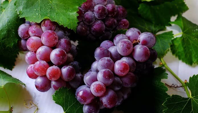 stafili grapes