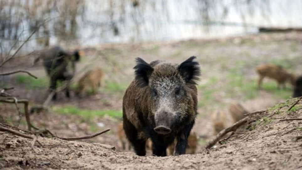 agiogourouno, wild pork