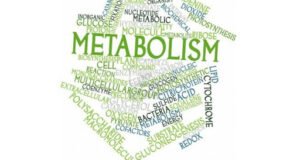 metabolism