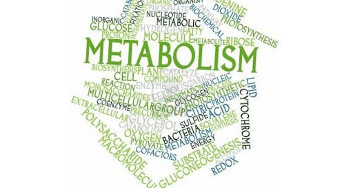 metabolism