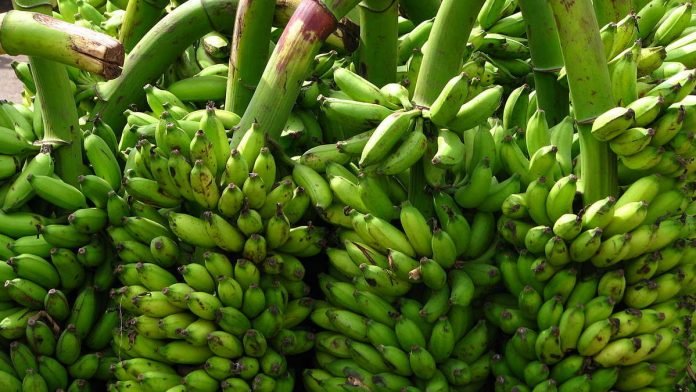 bananas