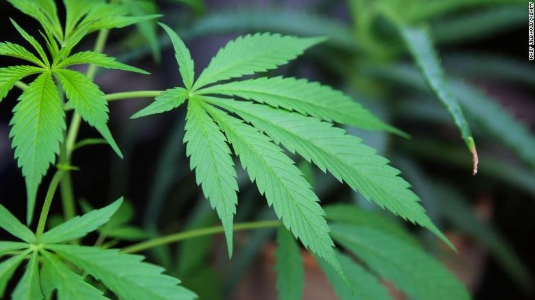 cannabis